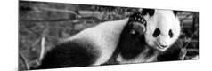 Premium Photographic Print