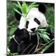 Premium Photographic Print