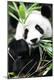 Premium Photographic Print