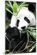 Premium Photographic Print