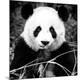 Premium Photographic Print