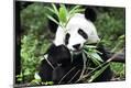 Premium Photographic Print