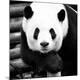 Premium Photographic Print