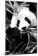 Premium Photographic Print