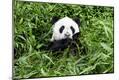 Premium Photographic Print