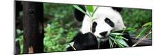 Premium Photographic Print