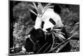 Premium Photographic Print