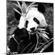 Premium Photographic Print