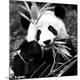 Premium Photographic Print