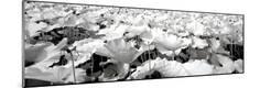 Photographic Print
