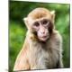 Premium Photographic Print