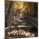 Photographic Print