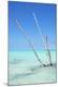 Premium Photographic Print