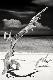 Premium Photographic Print