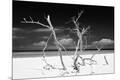 Photographic Print