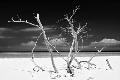 Premium Photographic Print