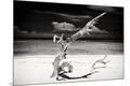 Premium Photographic Print