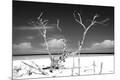 Premium Photographic Print