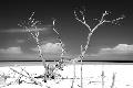 Premium Photographic Print