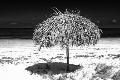 Premium Photographic Print