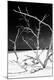 Premium Photographic Print