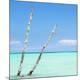 Premium Photographic Print