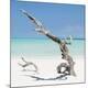 Premium Photographic Print