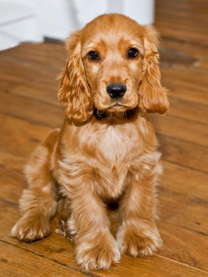 Spaniel Mix Small Cockapoo Breeds Breeds Cocker Spaniel Mix