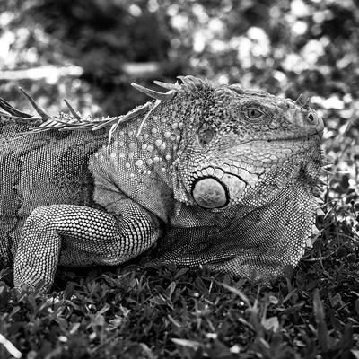  Wee Blue Coo Photo Animal Iguana Lizard Reptile Scales Spines  Unframed Wall Art Print Poster Home Decor Premium: Posters & Prints