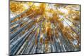 Premium Photographic Print