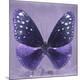 Premium Photographic Print