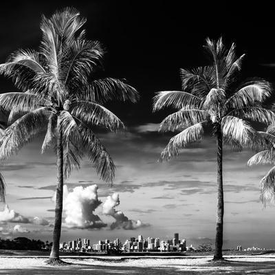 Black And White Photography Palm Trees