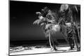Photographic Print