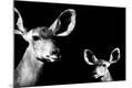 Photographic Print