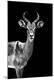 Premium Photographic Print