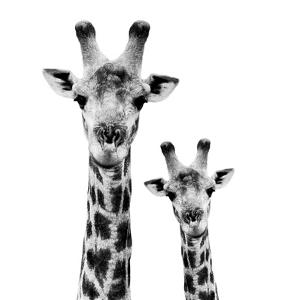 Giraffes Photography Art Prints Paintings Posters Wall Art Art Com