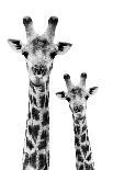 Safari Profile Collection - Portrait of Giraffe and Baby White Edition IV-Philippe Hugonnard-Photographic Print
