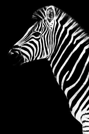 Black & White Animal Photography: Prints and Wall Art 