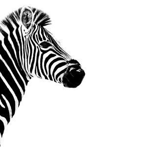 Safari Profile Collection - Zebra Portrait White Edition III by Philippe Hugonnard