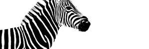Safari Profile Collection - Zebra White Edition IV by Philippe Hugonnard