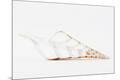 Premium Photographic Print