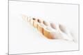Premium Photographic Print