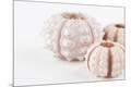 Premium Photographic Print