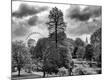 Photographic Print