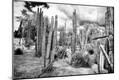 Photographic Print