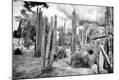 Photographic Print