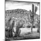 Photographic Print