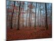 Photographic Print