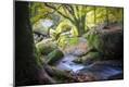 Photographic Print