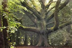 Big Beech Tree Broceliande-Philippe Manguin-Photographic Print